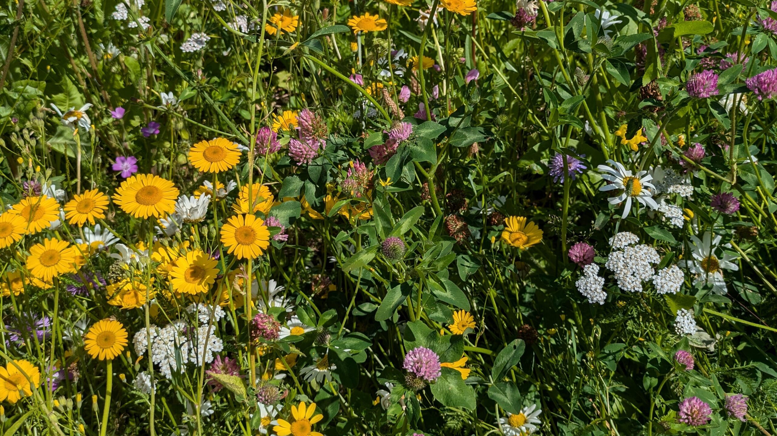 För ett par år sedan anlades en cirka 10 kvadratmeter stor blomsteräng på gräsmattan framför Redbergskyrkan. Den ger varje år fina blommor och drar till sig många humlor och bin. Blomsterängen är också en symbol för den biologiska mångfald vi vill bevara, även i stadsmiljö, och där vi både som församling och var och en kan dra vårt strå till stacken.